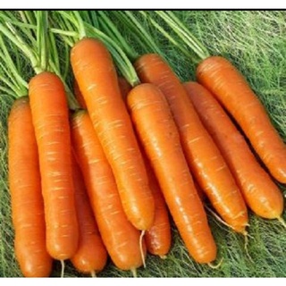 Hạt giống Cà rốt 50g