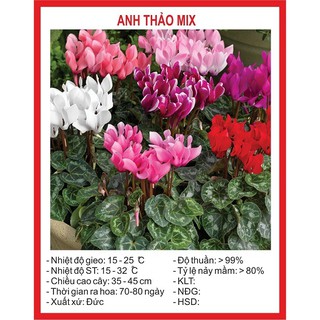 Combo hạt giống TÙY CHỌN!!!