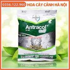 Thuốc trừ bệnh Antracol 70WP - Gói 100g