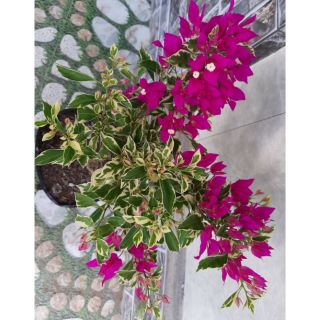 Giấy Cẩm thạch Mỹ...hoa tím đậm.