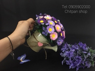 Chậu hoa thạch thảo giấy chitpan