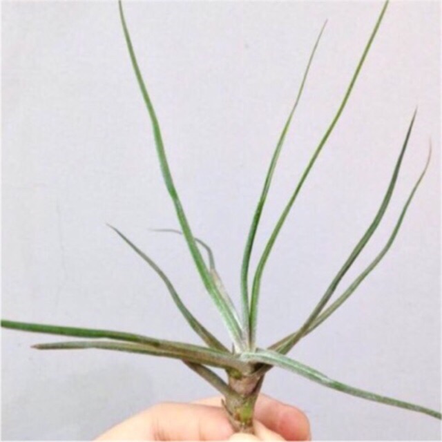 Cây không khí Tillandsia Schiedeana ‘Minor’