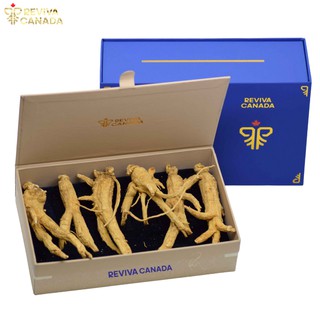 Nhân sâm Canada 5 năm tuổi Reviva Canada - Củ khô - Hộp Nguyên củ 1 Lạng SPECIAL
