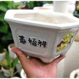 Chậu trồng cây Bonsai- cây nội thất