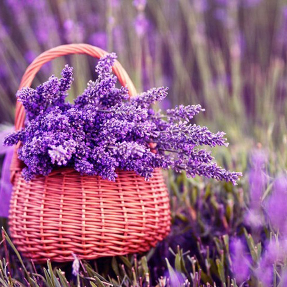 Túi 100 Hạt Giống Hoa Oải Hương Tím Lavender