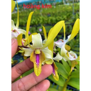Hoa Lan Dendro Nắng Hoàng Kim
