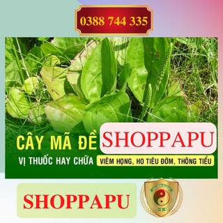 ✅[CHÍNH HÃNG] 1kg Bông Mã Đề (Khô, Sạch, Thơm)