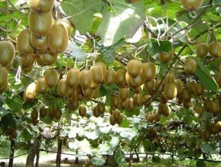 Cây giống kiwi