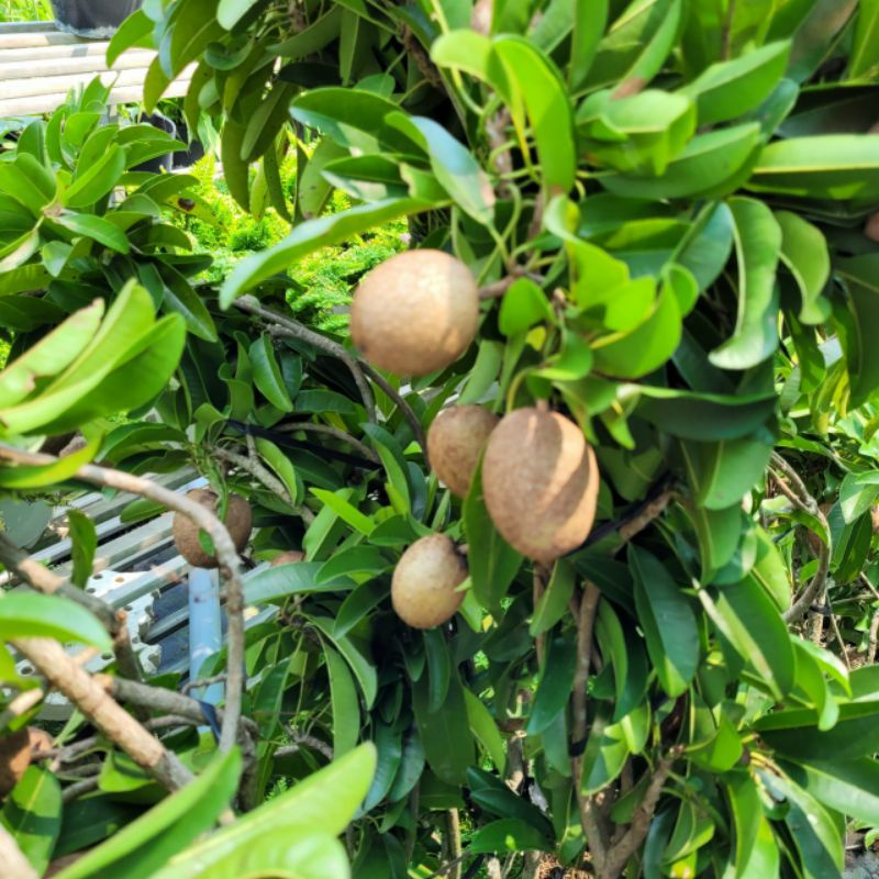 Sapo lòng mức đang trái