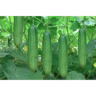 Hạt Giống Dưa Chuột Nếp Ta (60 Hạt) - Dễ Trồng, Giòn Ngọt , Giàu Dưỡng Chất