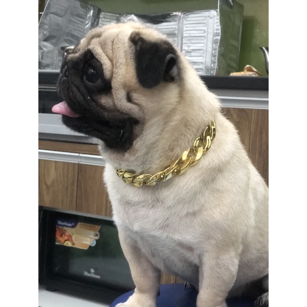 Vòng cổ cho chó Teddy Pug Chó chiến đấu Pháp.Dây chuyền vàng cho chó pug😍😍😍