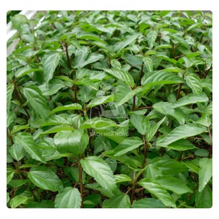 Hạt giống rau đay đỏ phú nông 02