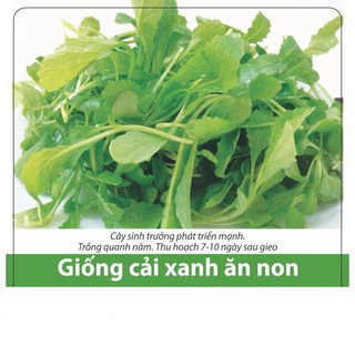 Hạt giống cải bẹ xanh ăn non 20gr