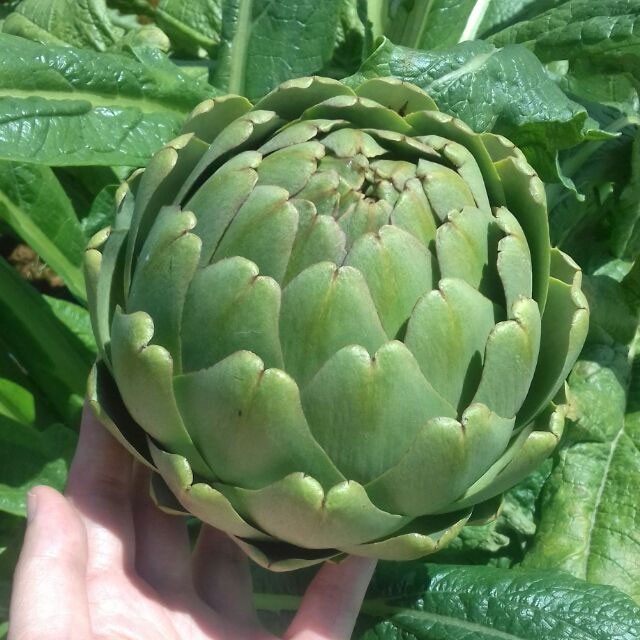 500gr BÔNG ATISO/ HOA ATISÔ KHÔ ĐÀ LẠT - loại 1