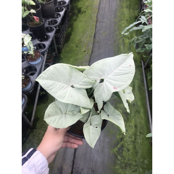 Chậu cứng Syngonium milk confetti