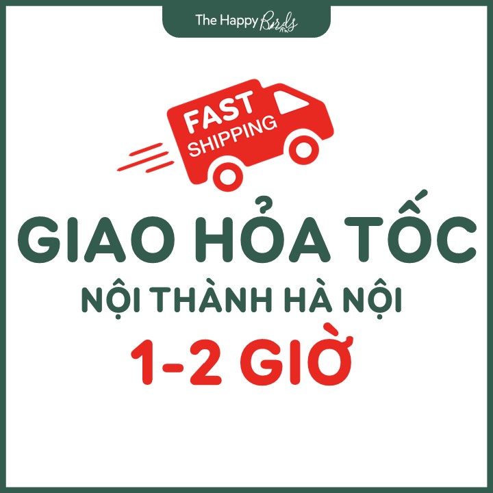 Trầu bà lá xẻ monstera deli Nam Mỹ thân cao 25-35 cm cây nội thất trồng trong nhà ship hỏa tốc Hà Nội - The Happy Birds