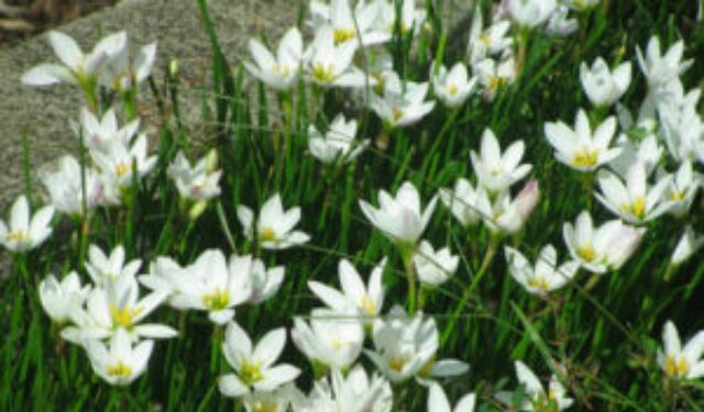 Củ huệ mưa màu trắng