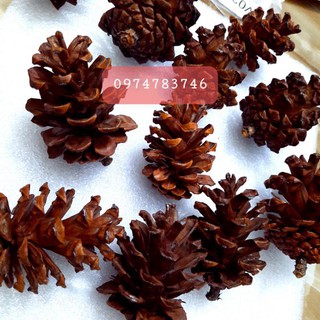 Quả thông khô trang trí noel quả to .quả trung .quả nhỏ ảnh thật 100%