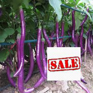 Gói 50 hạt giống cà tím siêu dài sale