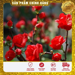 HẠT GIỐNG CÂY MAI ĐỎ NHẬT -HG NGA