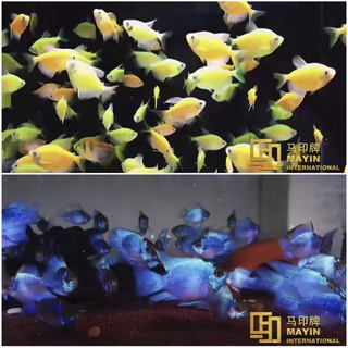 ĐÈN LED MAYIN BỐI - ĐÈN CÁ RỒNG CHO BỐI VÀNG VÀ BỐI TÍM.