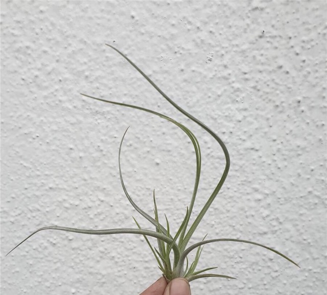 Cây không khí Tillandsia  bailey