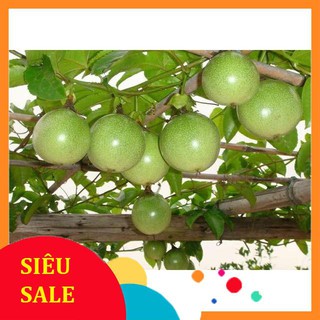 Hạt Giống Chanh Dây/ Chanh Leo (30 Hạt) - [MUA 3 TẶNG 1 CÙNG LOẠI] - Dễ Trồng, Năng Suất, Qủa Thơm Ngon