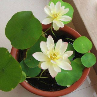 Hạt giống sen mini Nhật nhiều màu ( gói 5 hạt )