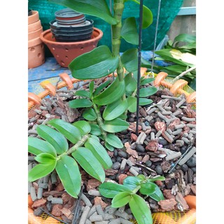 Siêu phẩm phân Cá Mỹ (tan chậm) dạng hạt bao 10kg
