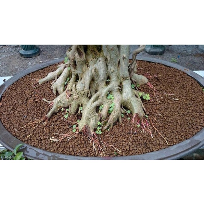 Akadama size ss đất nung nhật Ryusen túi 1000-1100ml dùng cho bonsai, terrarium