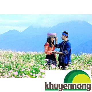 Hạt giống tam giác mạch 50 hạt