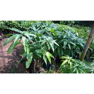 Cây giống xoài tài lộc [ giống xoài mới - quả để 7 ngày không hư, quả sai trĩu cành] [ sản phẩm tốt ]