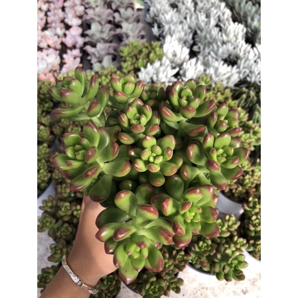 Sen Đá Sỏi Thơm Cây Y Ảnh Hàng Sẵn Tại Vườn Hư 1 Đổi 1