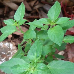 [Seeds] Hạt giống lá é trắng Rado (rau thơm sả), đóng gói 5gr