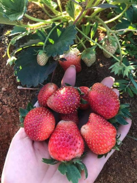 Com bo 10 cây dâu tây  hana siêu ngọt