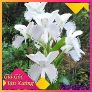 Hoa Bạch Hạc Hải Âu màu trắng