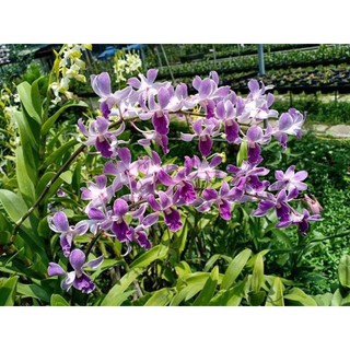 Cây hoa lan tím huế hàng tơ sắp ngồng hoa