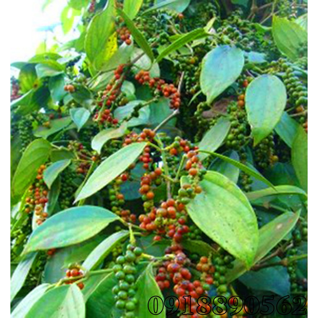 tiêu đen khô, hạt chắc ,nguyên hạt dak lak 1kg | BigBuy360 - bigbuy360.vn