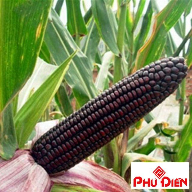 Hạt giống ngô tím 30 hạt  PHÚ ĐIỀN