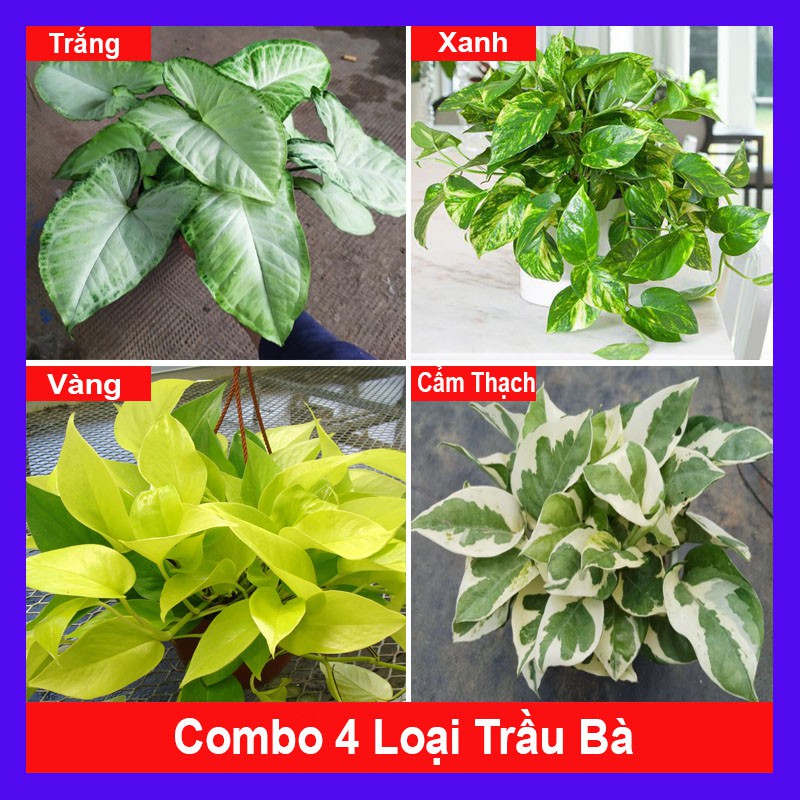 Combo 4 cây trầu bà ( cây trầu bà trắng + trầu bà xanh + trầu bà vàng + trầu bà cẩm thạch ) tặng phân bón cho cây