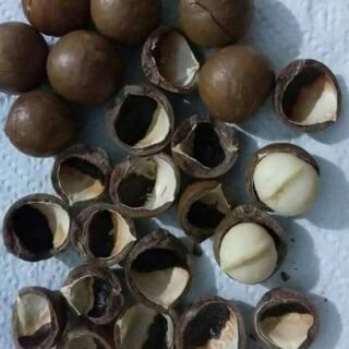 Hạt macca tốt cho bà bầu