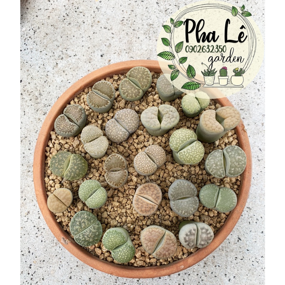 1 cây sen mông to 2,5-3cm vân đẹp rực rỡ/ lithops