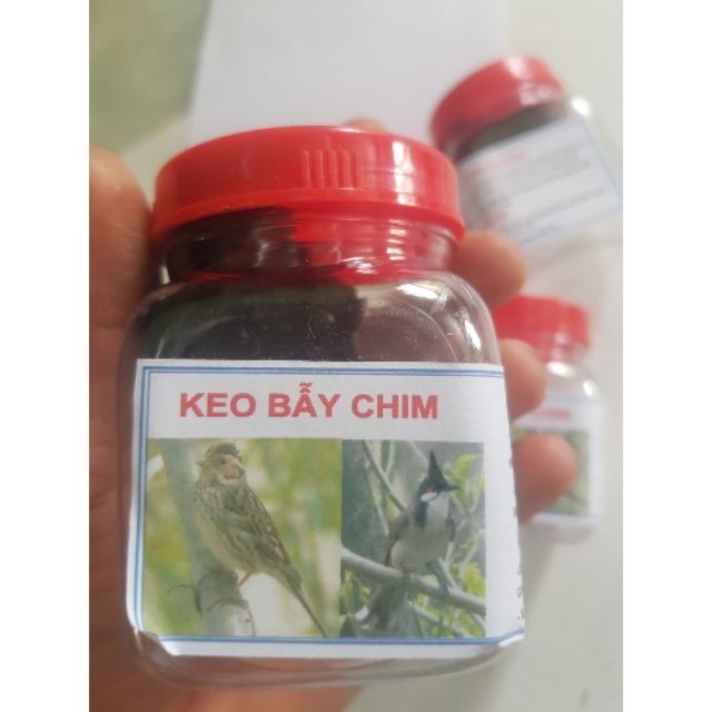 Keo bẫy chim khuyên, sẻ, chào mào