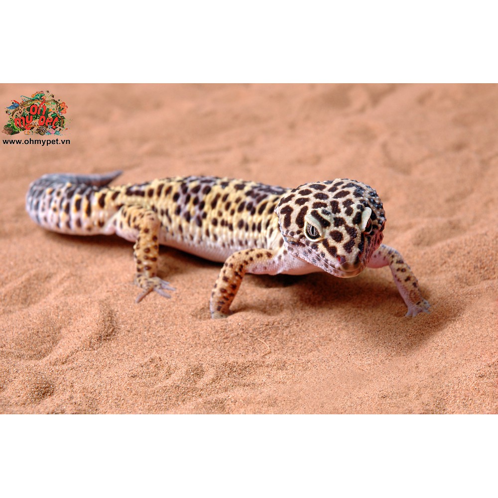 Cát lót chuồng cho bò sát Vita-Sand    Chất nền thích hợp cho Bearded Dragon, Uromastyx Lizard,....
