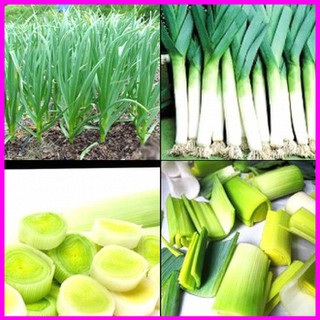 Gói 2g hạt giống tỏi tây - Mina Shop