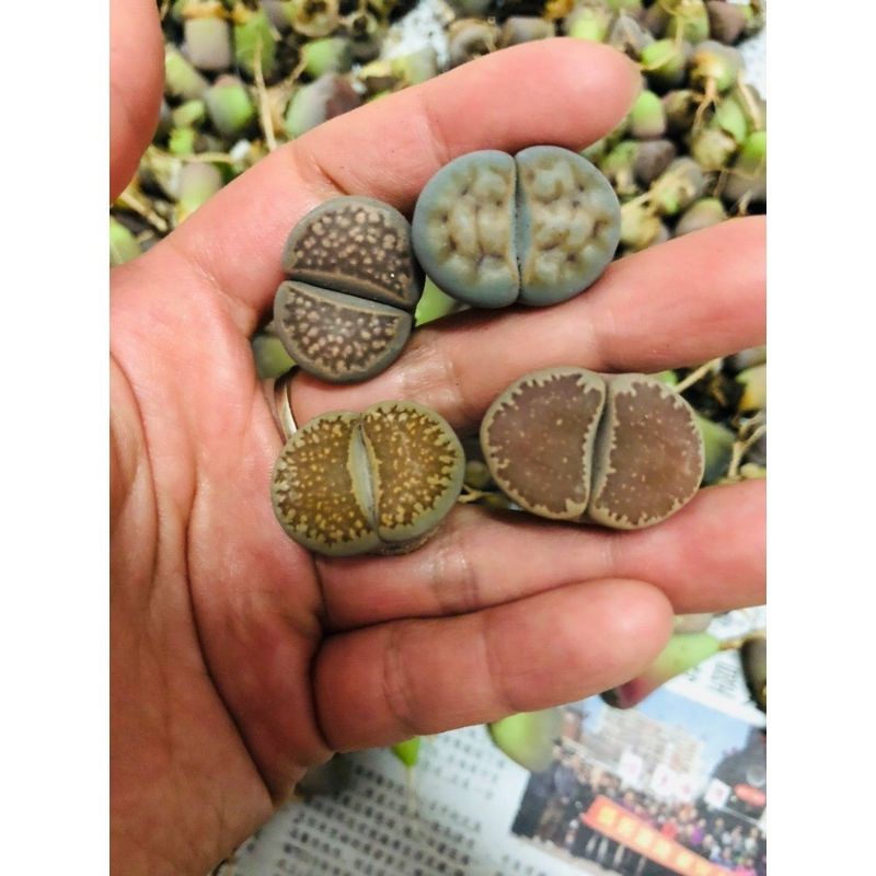 Sen mông - lithops - giao ngẫu nhiên