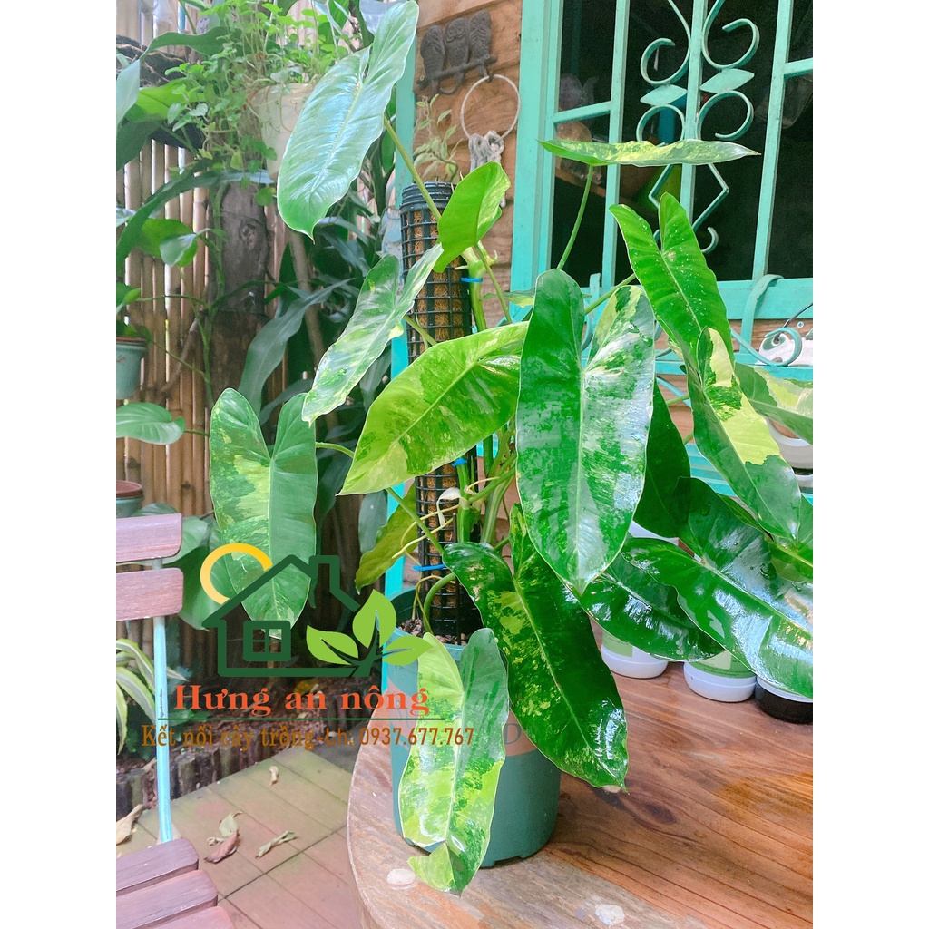 Trụ Ống PVC Trồng Kiểng Lá, Cây Leo - TOL20CM - Chuyên trồng cây leo nhựa cứng cáp giúp thoáng khí chống úng.