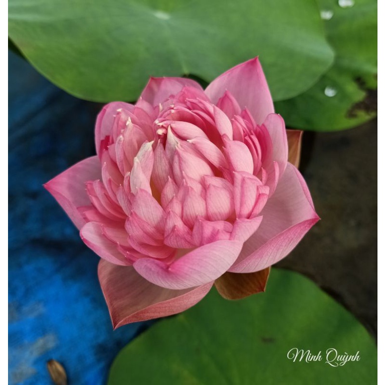 Củ sen Táo hồng