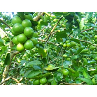  chanh tứ quý