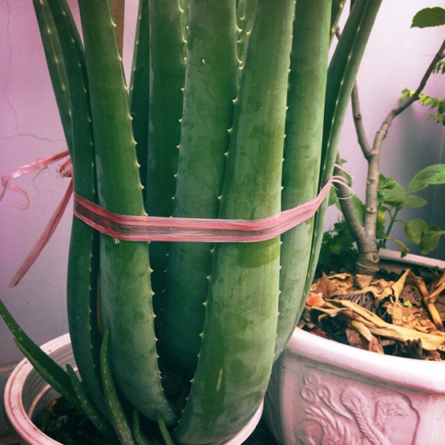 Cây nha đam trưởng thành- size đại